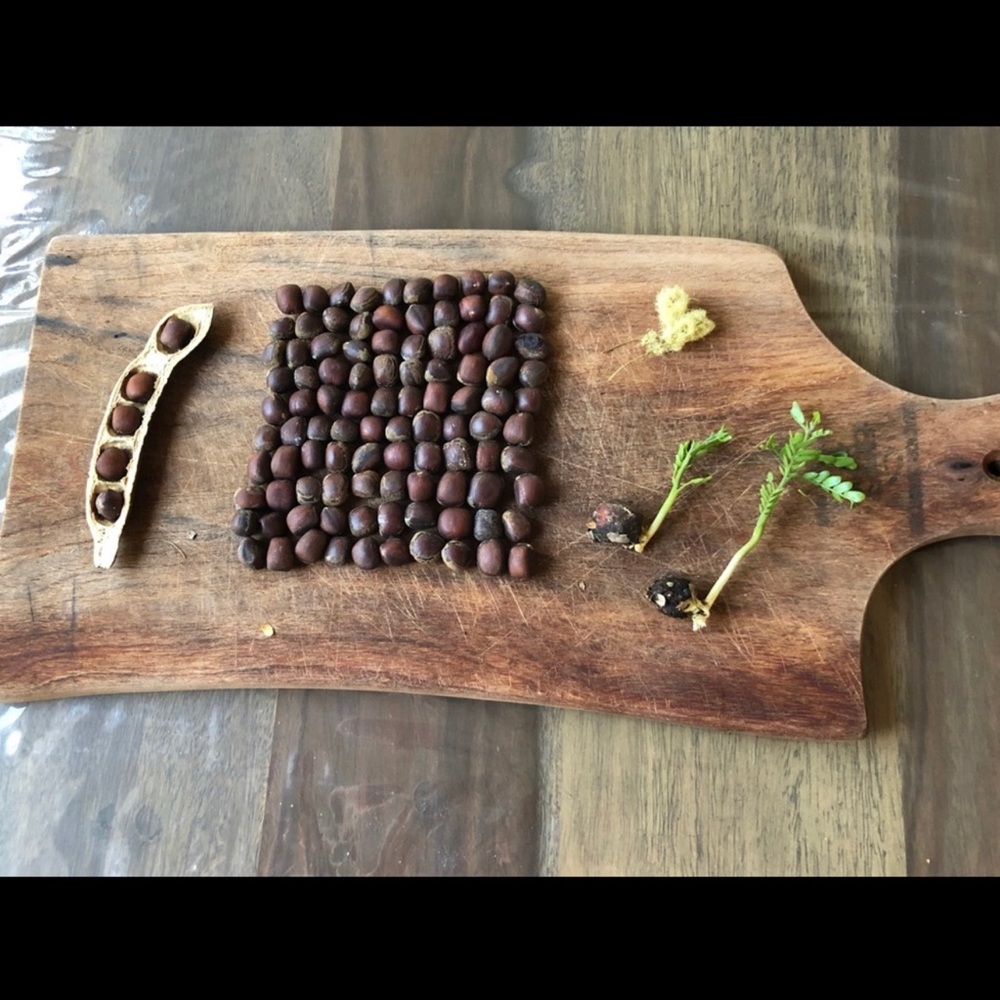 Texas Ebony Seeds 100 count